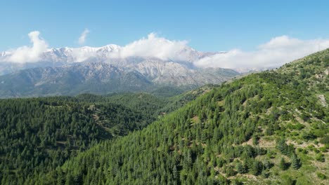 colline verdi