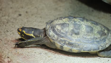 this video showcases a closeup of a turtle crawling on the ground, highlighting its textured shell and serene presence in nature