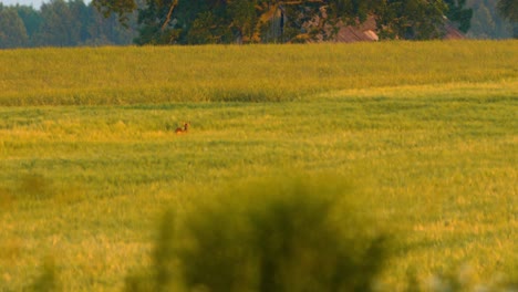 Wild-female-European-roe-deer-watching-in-barley-field-in-sunny-summer-evening,-wide-shot-from-a-distance