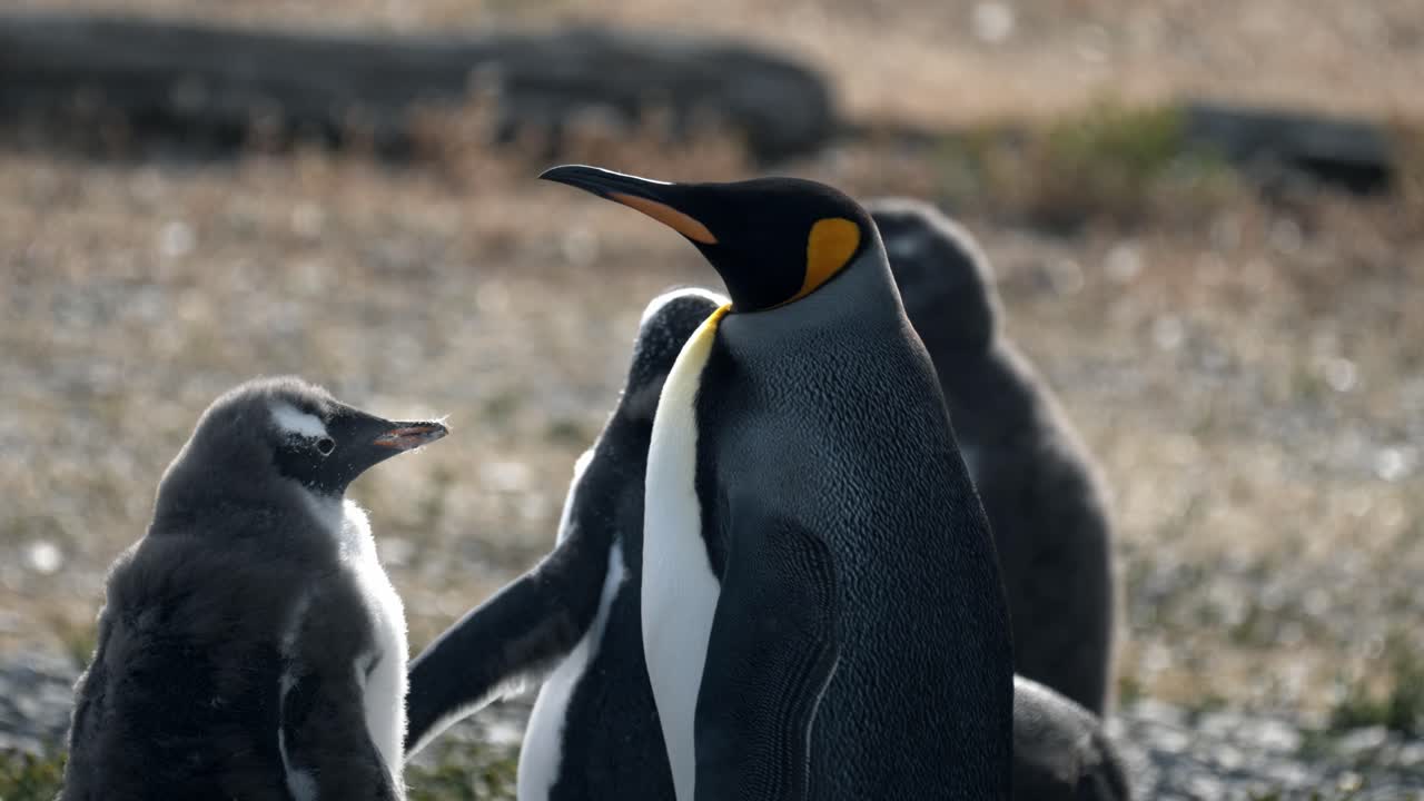 pingüino rey con pingüinos gentoo en la isla martillo, ushuaia