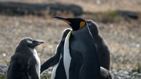 King-penguin-with-Gentoo-penguins-in-Isla-Martillo,-Ushuaia