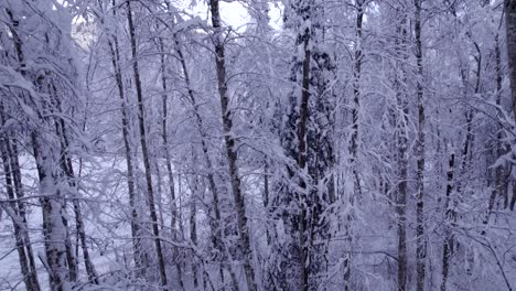 Levantando-Con-Vistas-únicas-De-Alisos-Cubiertos-De-Nieve-En-Un-Hermoso-Bosque-En-Los-Alpes-Suizos