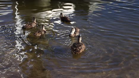 group of ducks paddling in calm water