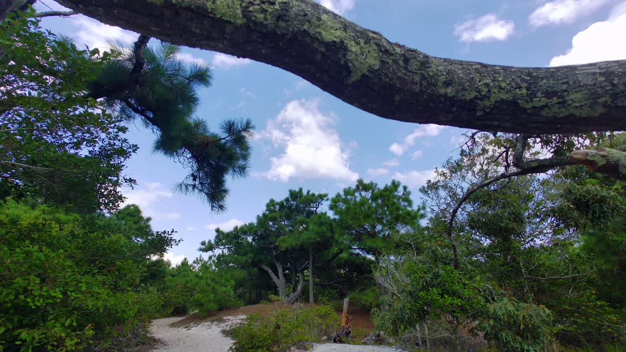 Tree with sprawling branches in the dune zone of Assataeague Island, Maryland