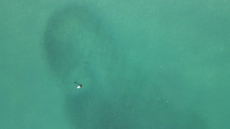 Amplia-Antena-Muestra-La-Caza-De-Tiburones-Grises-De-Arrecife-En-Una-Gran-Escuela-De-Salmonetes