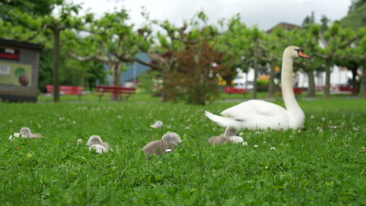 A white swan parent rests in lush green grass, surrounded by its young cygnets, who are also settled in the verdant field. This serene family moment highlights new life and tranquility in a nature