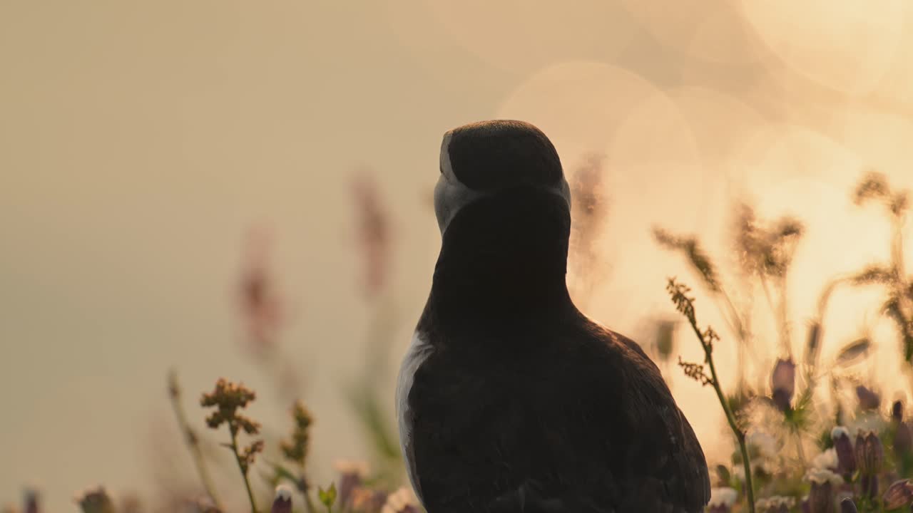 Retrato em close-up de papagaio-do-mar-do-atlântico ao nascer do sol laranja na Ilha Skomer, País de Gales. Bela vida selvagem e aves do Reino Unido.