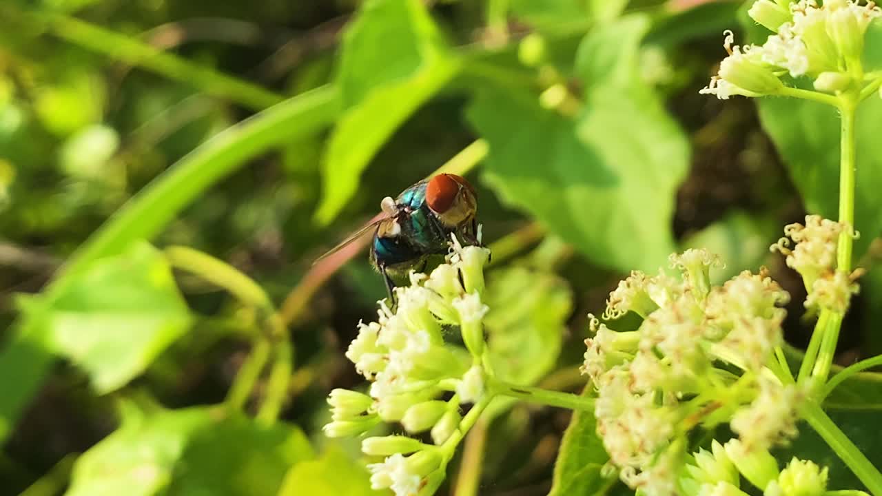 Mosca blu orientale si nutre su fiori bianchi in Bangladesh, con corpo blu-verde metallizzato e testa rossa.