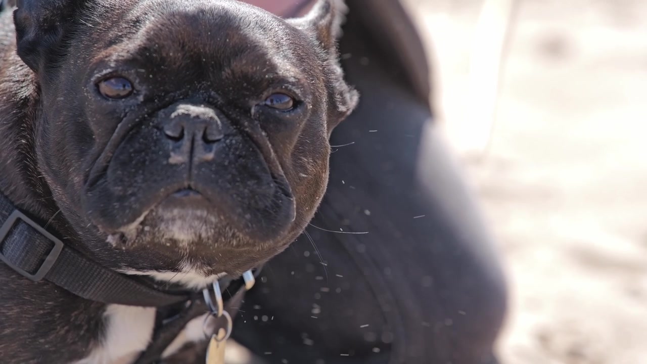 Slow motion French bulldog rests outdoors while wind carries sand through air