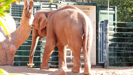 elephant walking and interacting with surroundings