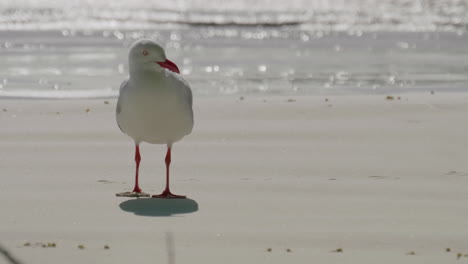 A-seagull-on-the-beach-on-a-sunny-day---isolated-close-up