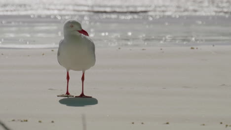 a seagull on the beach on a sunny day - isolated close up