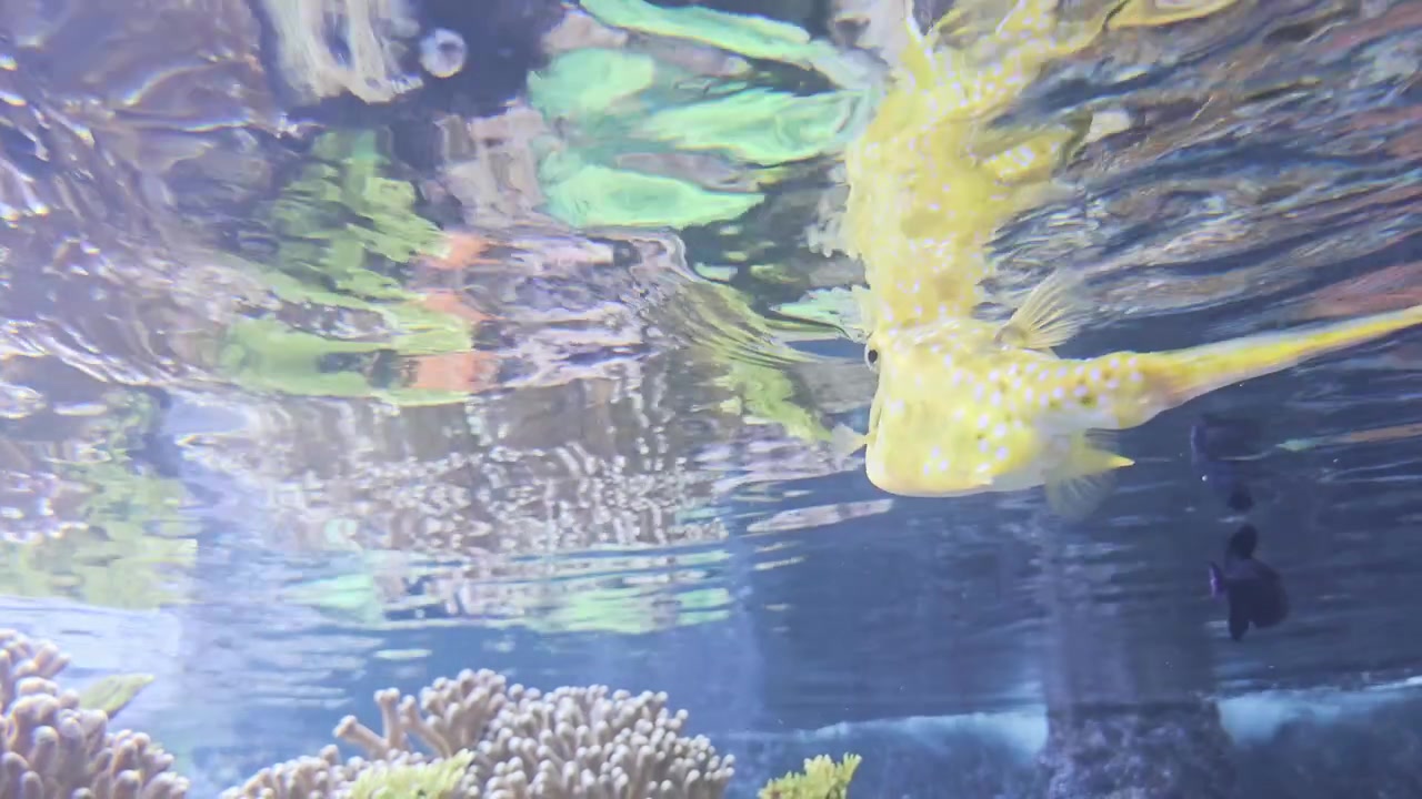 Gelber Kofferfisch (Ostracion cubicus) schwimmt nahe Korallen in flachem tropischem Wasser