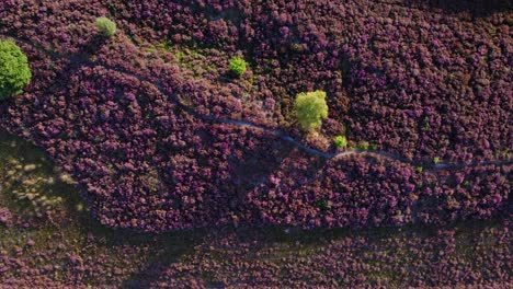 aerial view of heather landscape with a trail