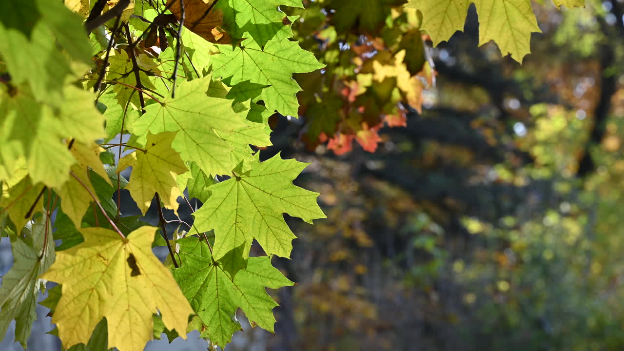 Green and Yellow Maple Leaves in Early Autumn Sunlight