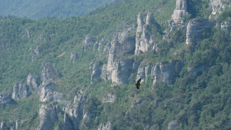 Montañas-Rocosas-Con-Bosque-Dos-Aves-Rapaces-Silvestres-Buitres-Leonados-Gyps-Fulvus