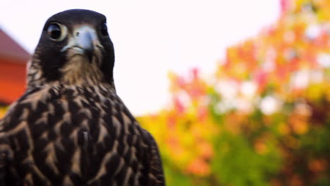 Majestätischer-Raubvogel,-Elegant-Aussehender-Raubvogel,-Elite-Status,-Exotisches-Haustier