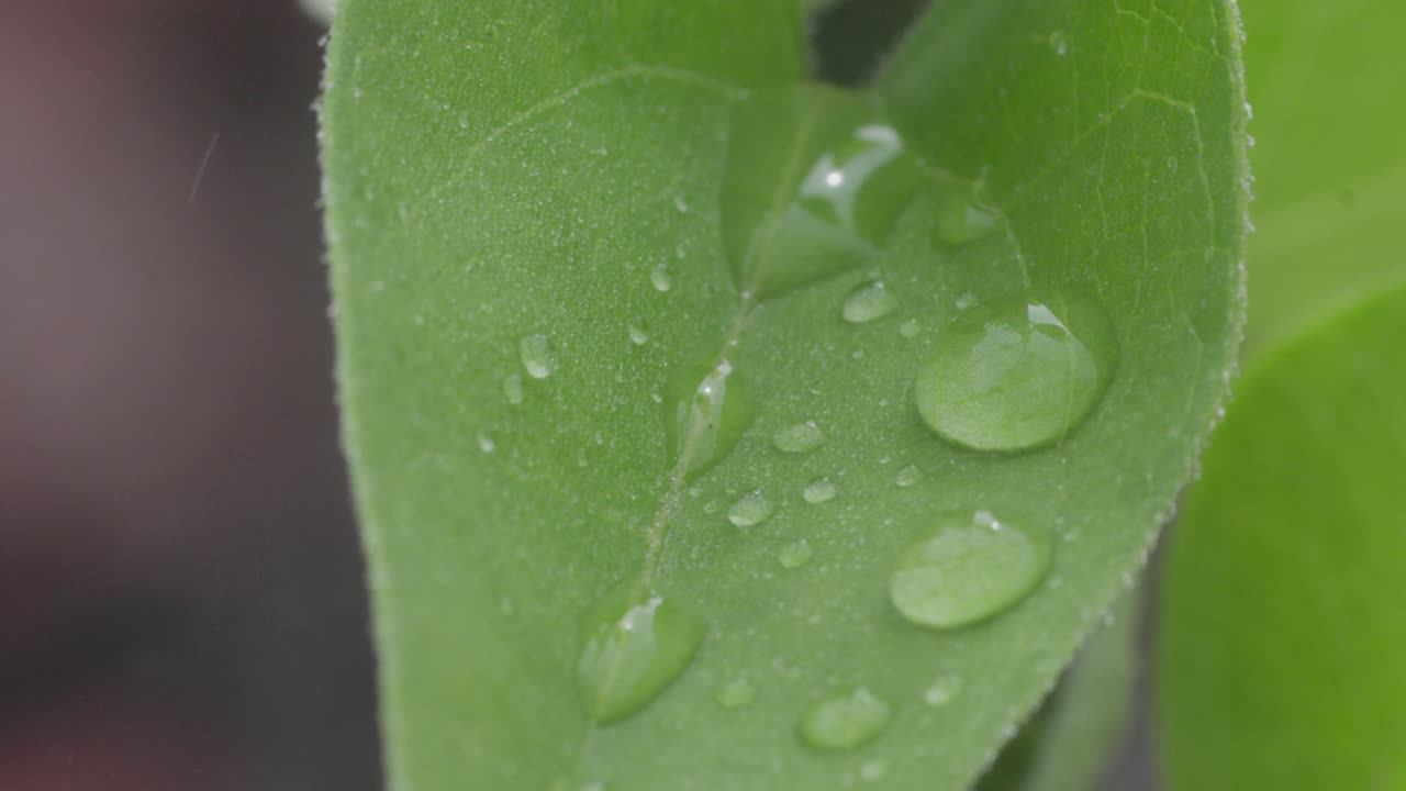 gotas de agua en una hoja