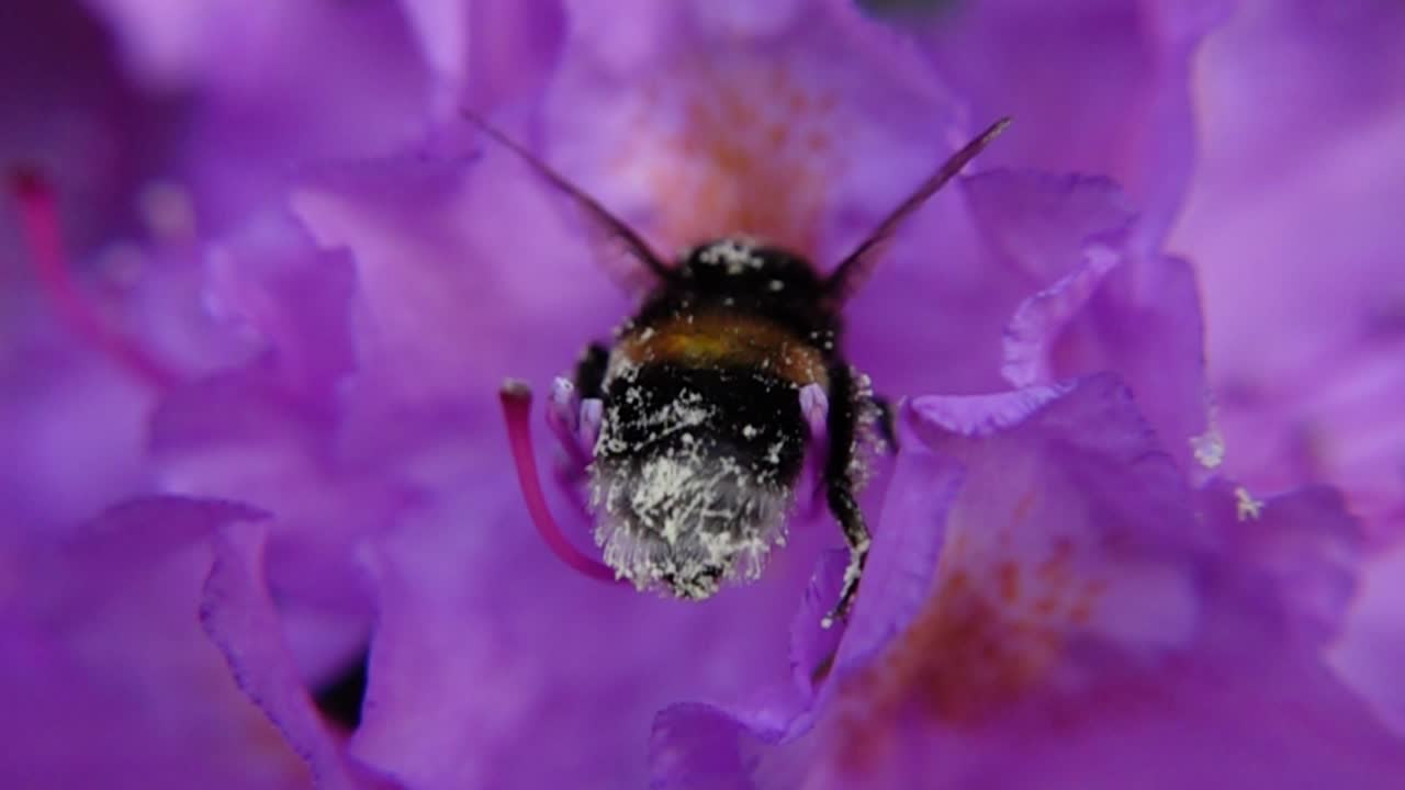 el abejorro con el polen bebe el néctar de la flor en el jardín