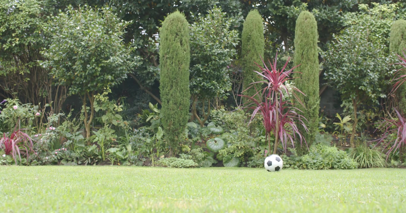 Unseen nudge is sending black-and-white soccer ball rolling across lawn toward shrubs, settling