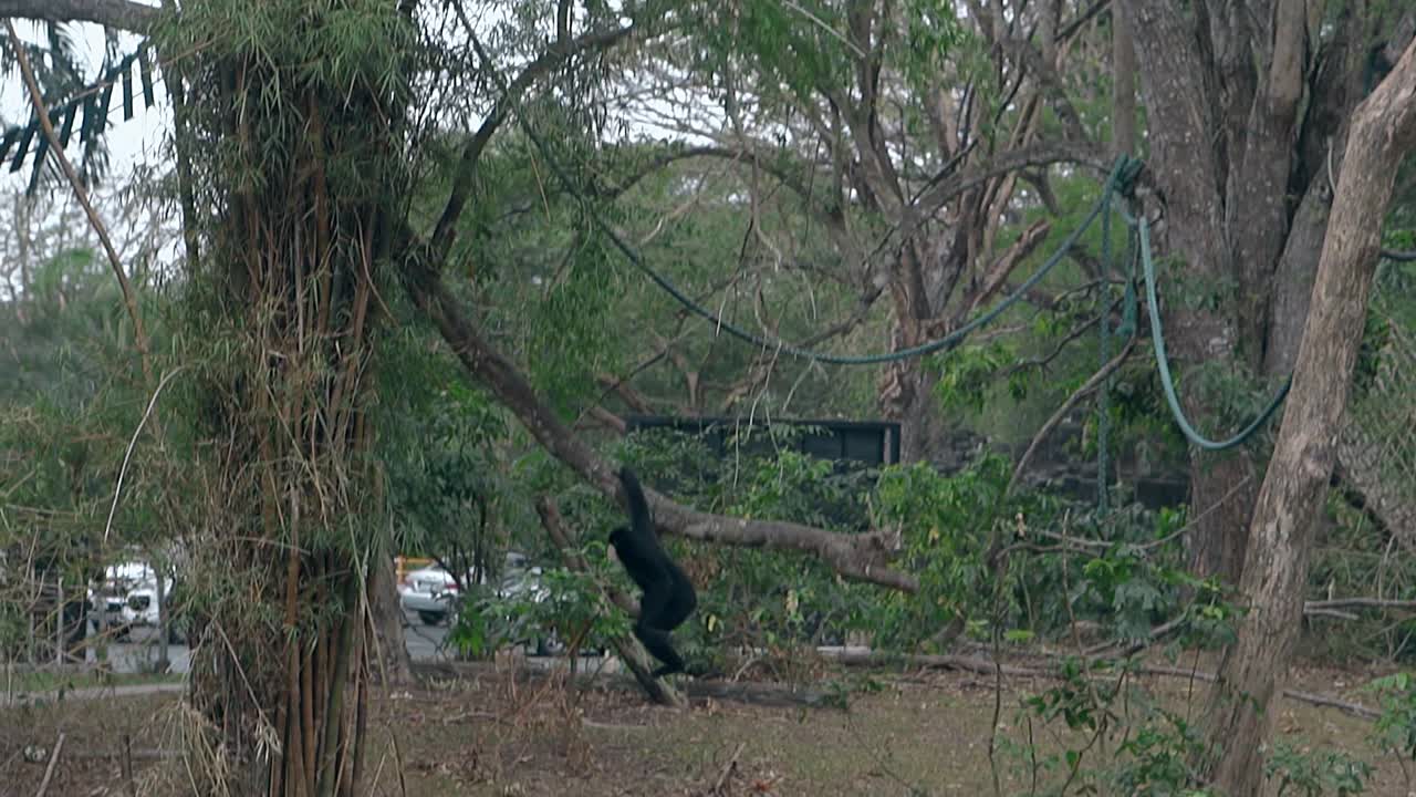 funny black macaque jumps among different tree branches