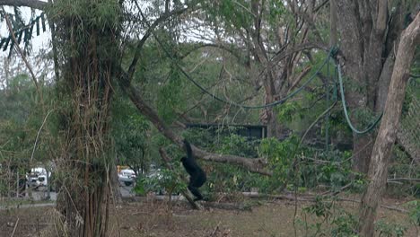 gracioso macaco negro salta entre diferentes ramas de árboles