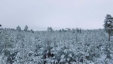 Luftaufnahmen-Von-Schneebedeckten-Bäumen,-Nordischer-Kiefernwald,-Ruhiger,-Bewölkter-Wintertag,-Breite-Drohnenaufnahmen,-Die-Sich-über-Die-Baumwipfel-Vorwärts-Bewegen