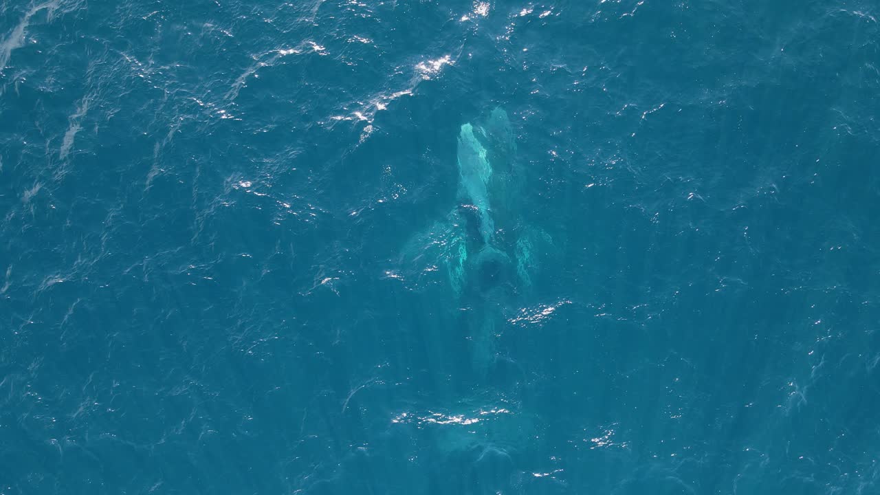 어미 고래는 새로 태어난 새끼를 바다 표면으로 밀어서 처음으로 숨을 쉬게 합니다.