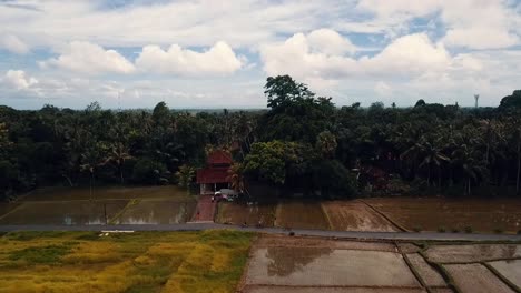 bali, ubud primavera de 2020 en 1080, 60p, durante el día: dron lentamente hacia abajo y vuelo hacia adelante sobre los campos de arroz de ubud en bali, indonesia