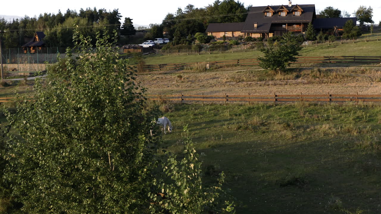 시골 농장에서 풀을 뜯고 있는 두 마리의 말, 시골의 아름다운 동물들의 공중 촬영