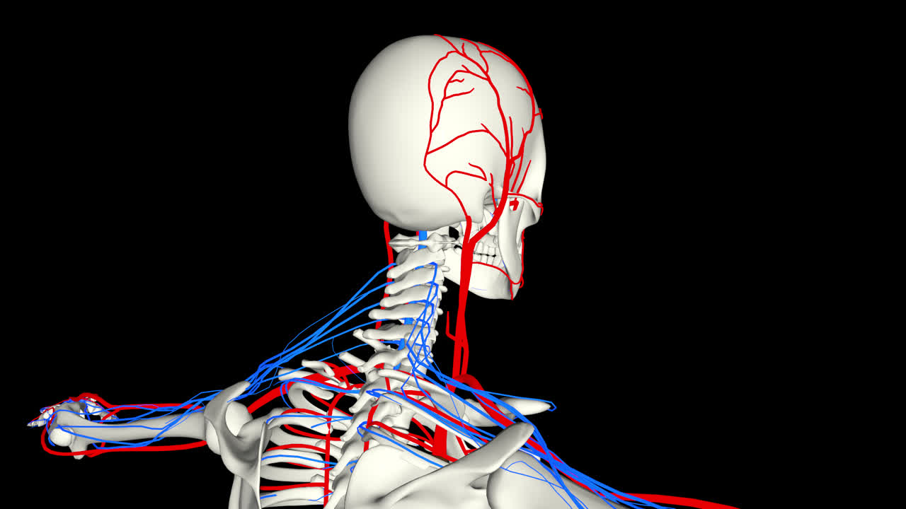 Circulatory System And Skeleton With Alpha Channel