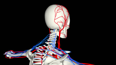 circulatory system and skeleton with alpha channel