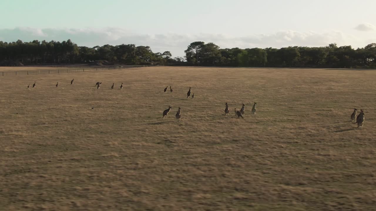 필드 드론 추적 샷에 서 있는 4k 공중 그룹의 캥거루
