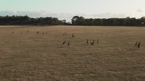 Grupo-Aéreo-De-4k-De-Canguros-Parados-En-Un-Tiro-De-Seguimiento-De-Drones-De-Campo