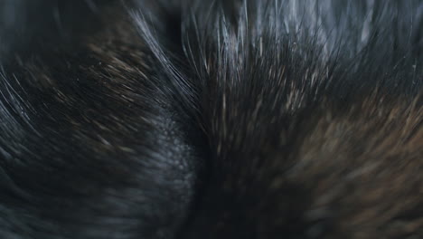 close up shot of right eye of dog sleeping on the floor