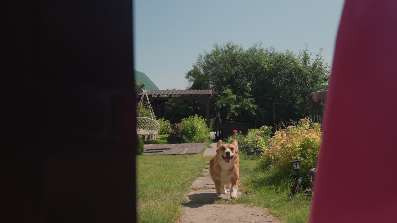 Energetic White Dog Smiles At Garden Entrance, Playful Corgi Rushes To Door With Happiness And Energy, Brightly Smiling White Corgi Approaches Doorway During Joyful Garden Reunion Moment