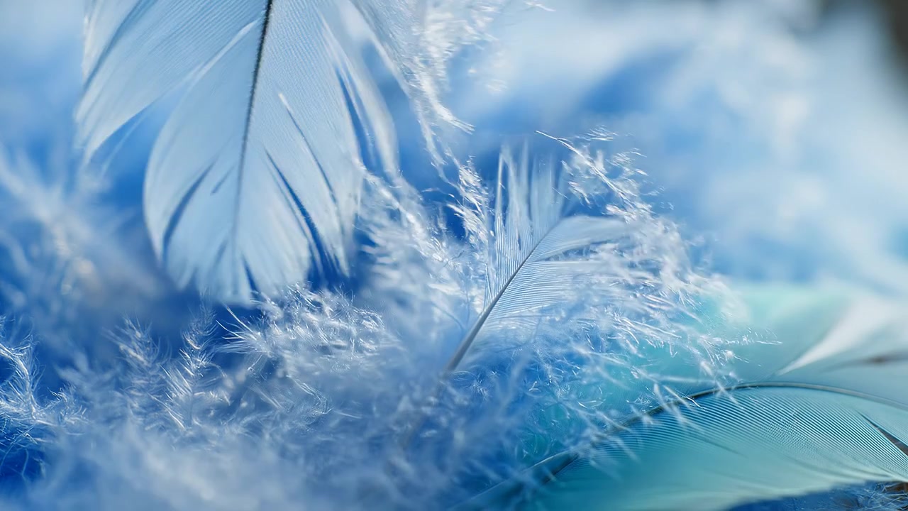 Sfondo macro ravvicinato di piume blu morbide ed eteree