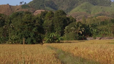 rice plants
at loei province, thailand