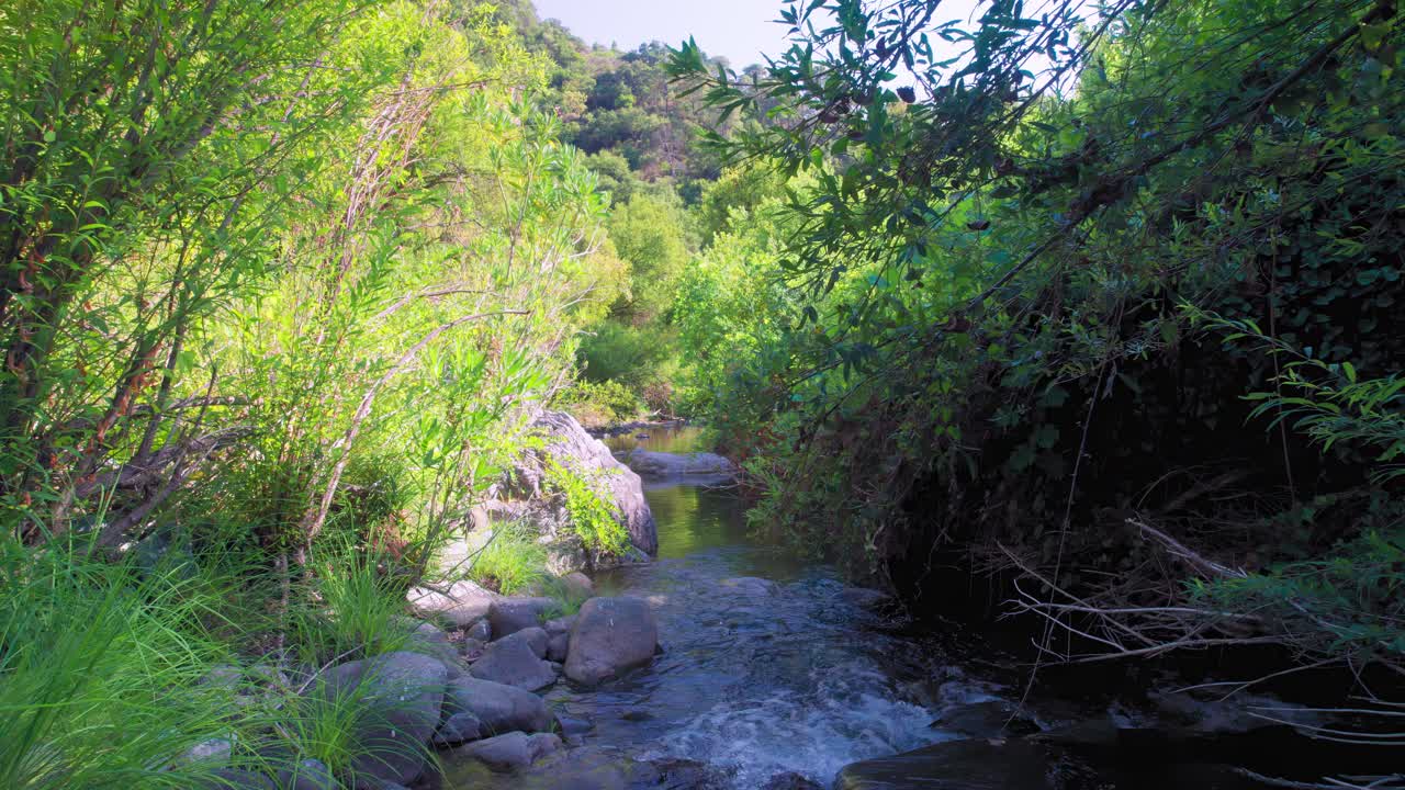 Dense vegetation near creek in Marbella, Spain