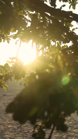 sunset through trees on a beach