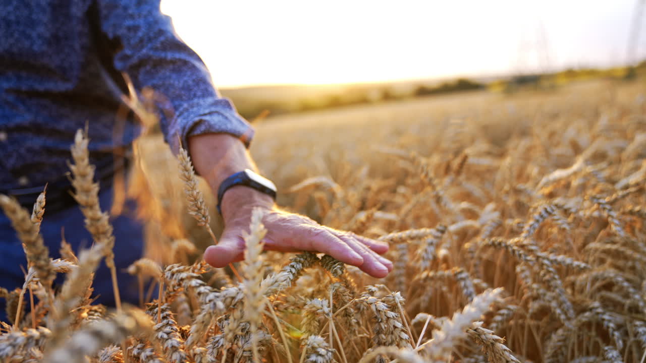 Touching golden wheat during sunset. A hand glides through ripe wheat in a golden field at sunset, capturing the essence of a tranquil harvest moment