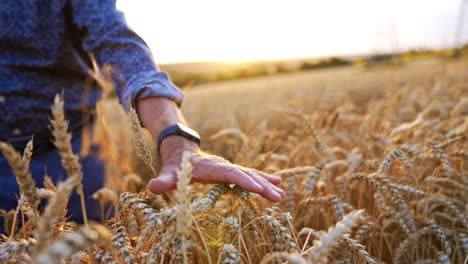 touching golden wheat during sunset. a hand glides through ripe wheat in a golden field at sunset, capturing the essence of a tranquil harvest moment