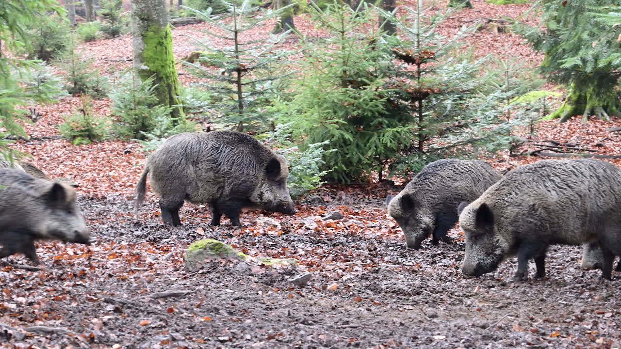 Branco di cinghiali (Sus scrofa) che cerca cibo nel terreno fangoso e ghiacciato nel bosco. Uno che scaccia l'altro. Rallentatore