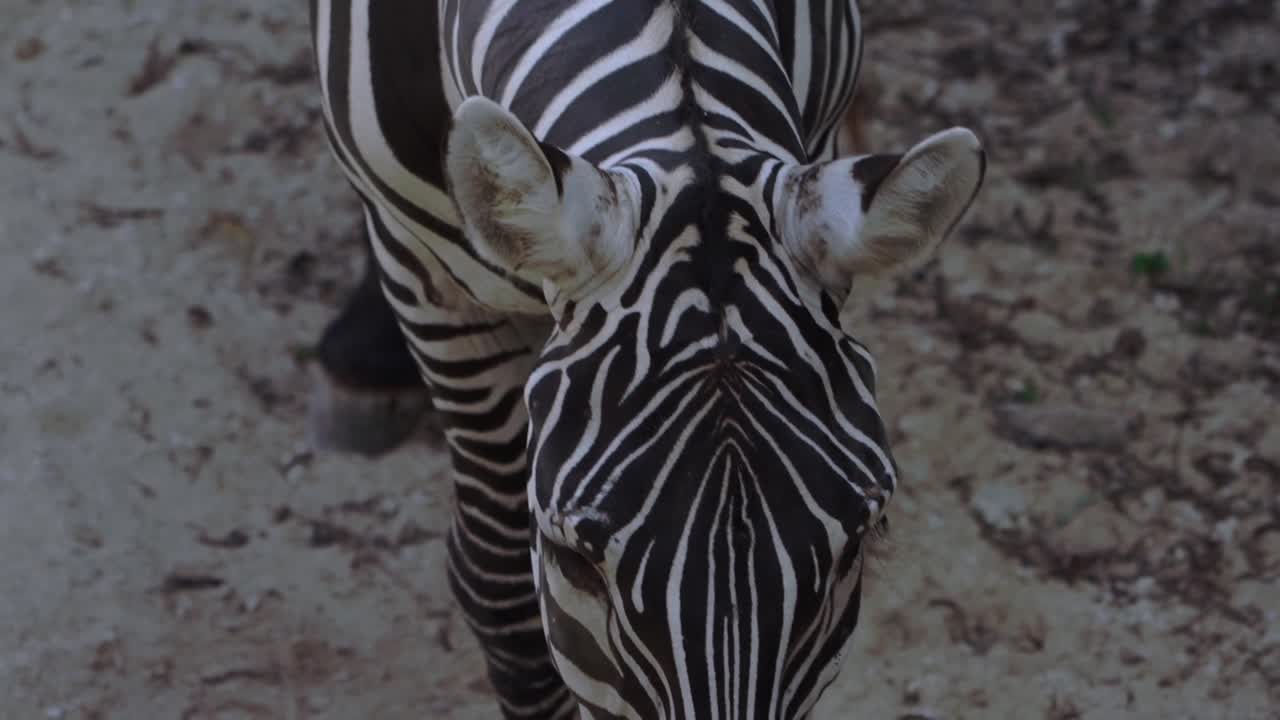 Primo piano del volto di una zebra con audaci strisce bianche e nere nello zoo di Bali. Dettaglio naturalistico che mostra le caratteristiche dell'animale, la texture, la simmetria e il comportamento calmo nel recinto