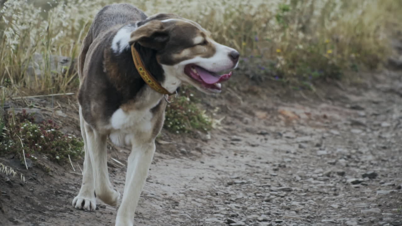 perro de aspecto feliz corriendo por un camino de tierra con la lengua fuera en cámara lenta