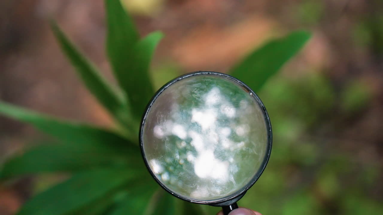 Close view of magnifying glass reflecting sunlight while pointed at green plant in forest, emphasizing scientific observation, ecological research, natural study, and exploration