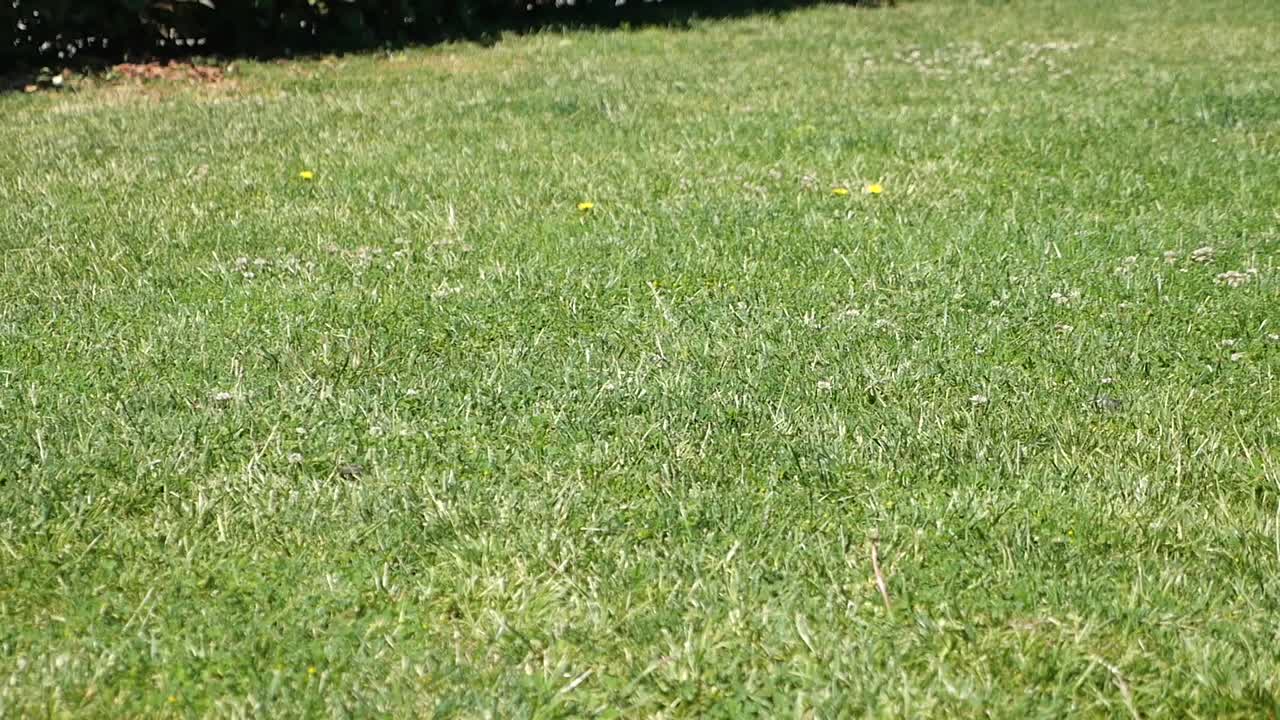 verde césped de hierba