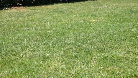 green grass lawn