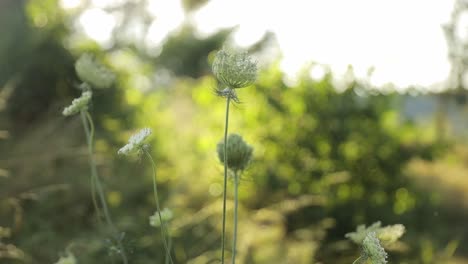 vibrant floral fields featuring a collection of aesthetic nature photos an image capturing a field of terrestrial plants in the sunlight with trees and twigs in the background creating a beautiful natural landscape
