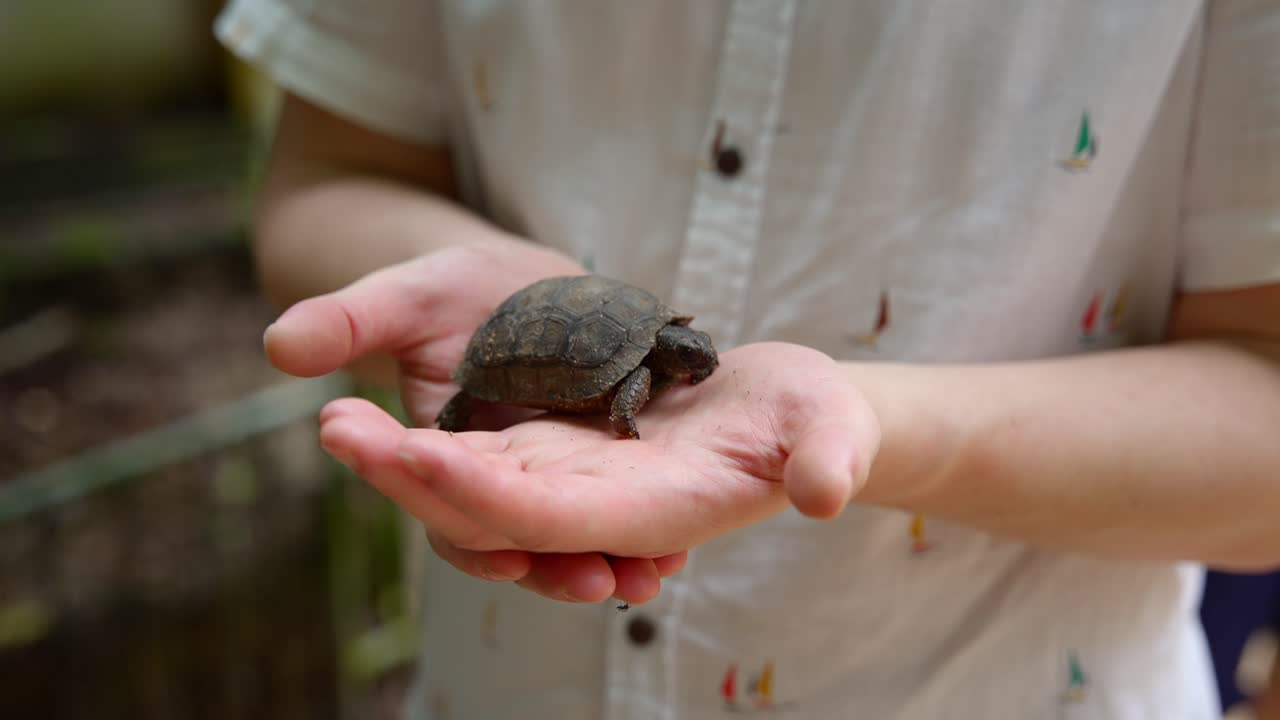 Video of incredible baby Tortoise on a human hand from a botanical garden in Victoria on Mahe island in Seychelles